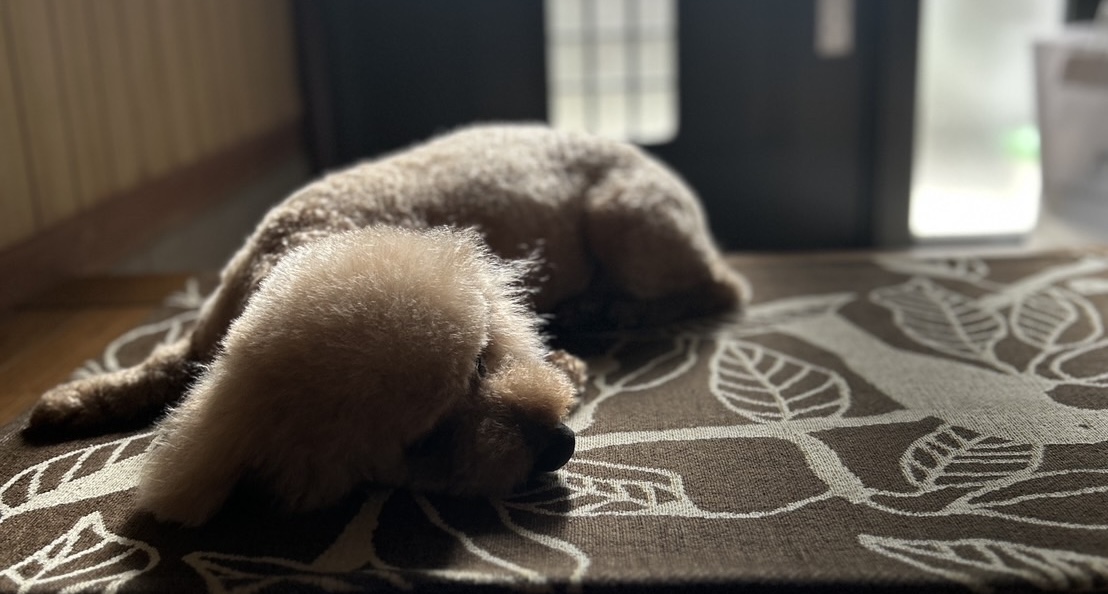 シニア犬・老犬のトリミング