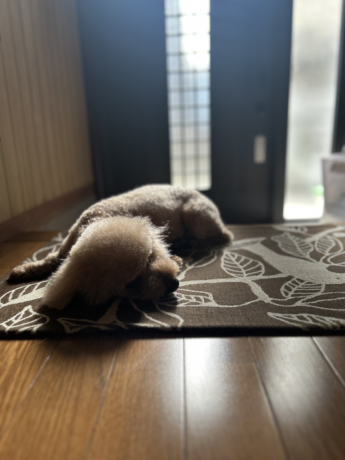 自宅でくつろぐシニアのトイプードル